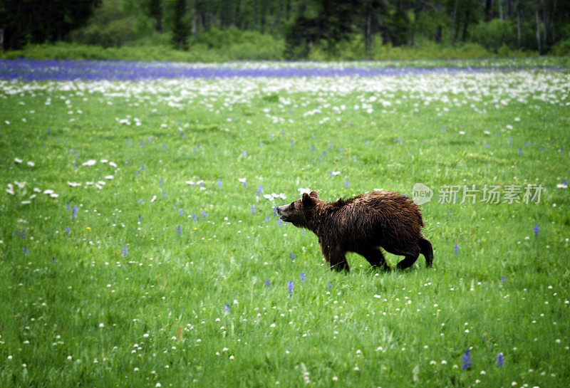 野生灰熊(Ursus arctos horribilis)，注意鼻子